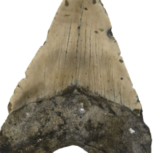 MEGALODON TOOTH, MIOCENE ERA, APPROX. 3 TO 15 MILLION YEARS OLD