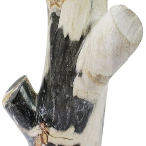 FOSSILIZED TEAK TREE, 40+ MILLION YEARS OLD, FROM ANCIENT CENTRAL JAVA